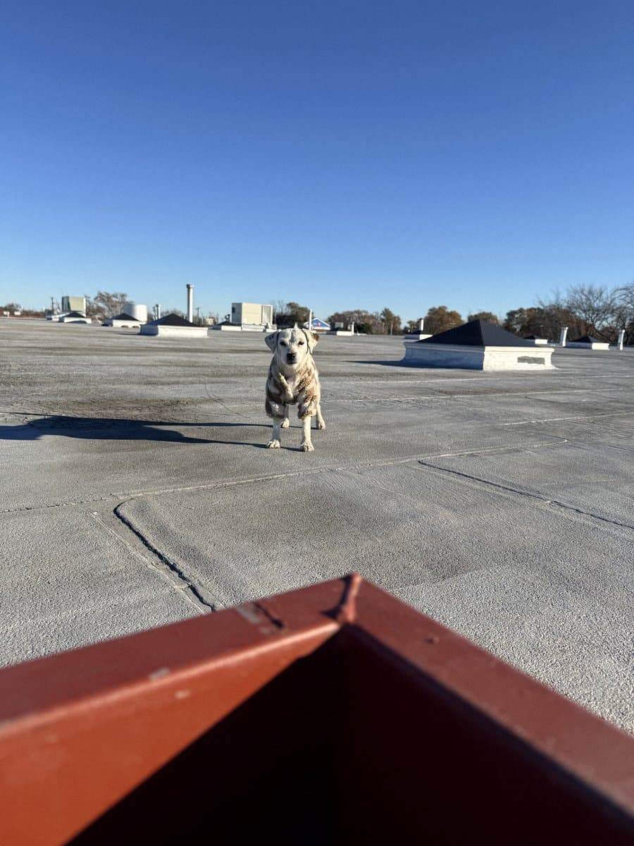 Shop dog on a flat commercial roof between unit sets